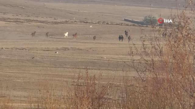 Kars'ta şehir merkezine kadar inen yılkı atları böyle görüntülendi