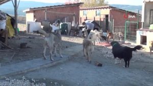 Selzede hayvanlar, "Patiköy"de yeniden hayat buldu